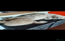 Ragdoll cats for sale: Gorgeous Ragdoll kittens  - Image 5