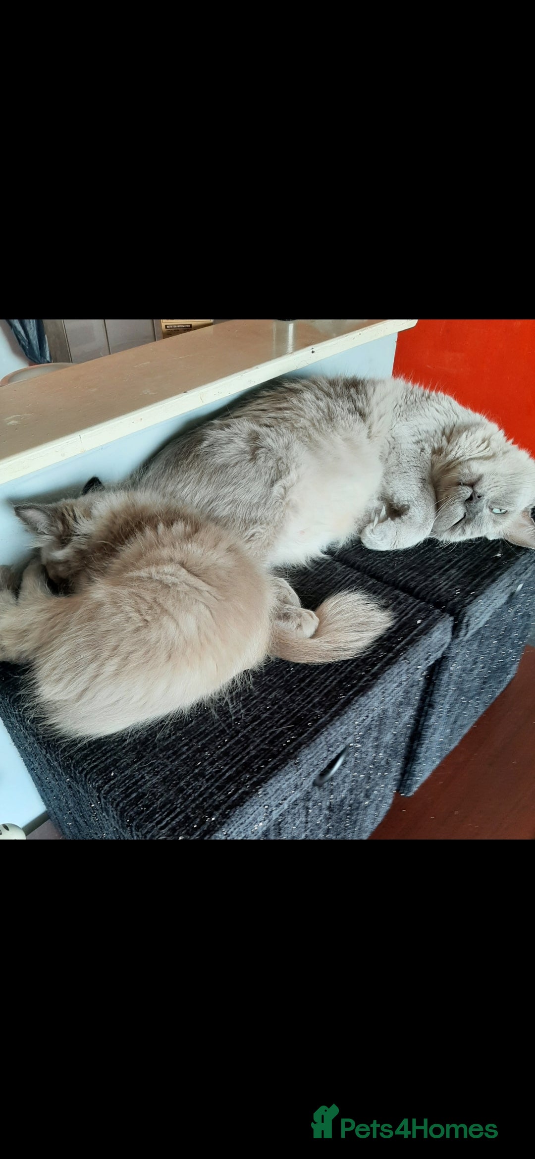 Ragdoll cats for sale: Gorgeous Ragdoll kittens  - Image 5