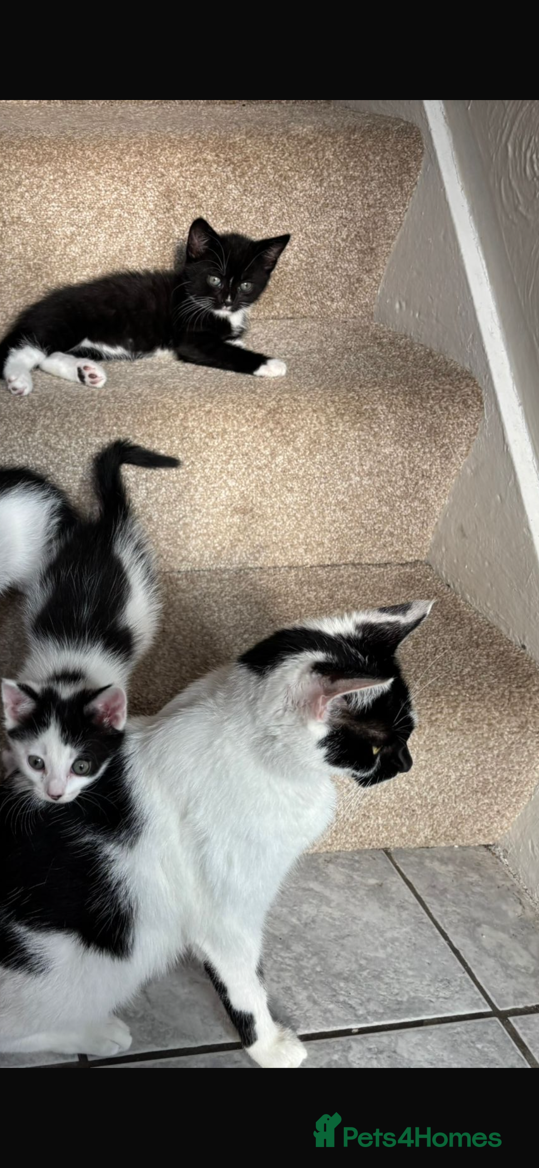 Mixed Breed cats for sale: Bethany   - Image 3