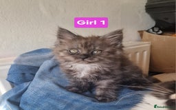 Maine Coon cats for sale: Gorgeous Half Maine Coon Boys and Girls  - Image 21