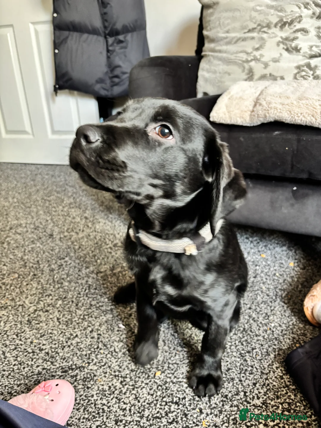 Cockerdor dogs for sale: Boy cockerdor fully house trained  - Advert 5