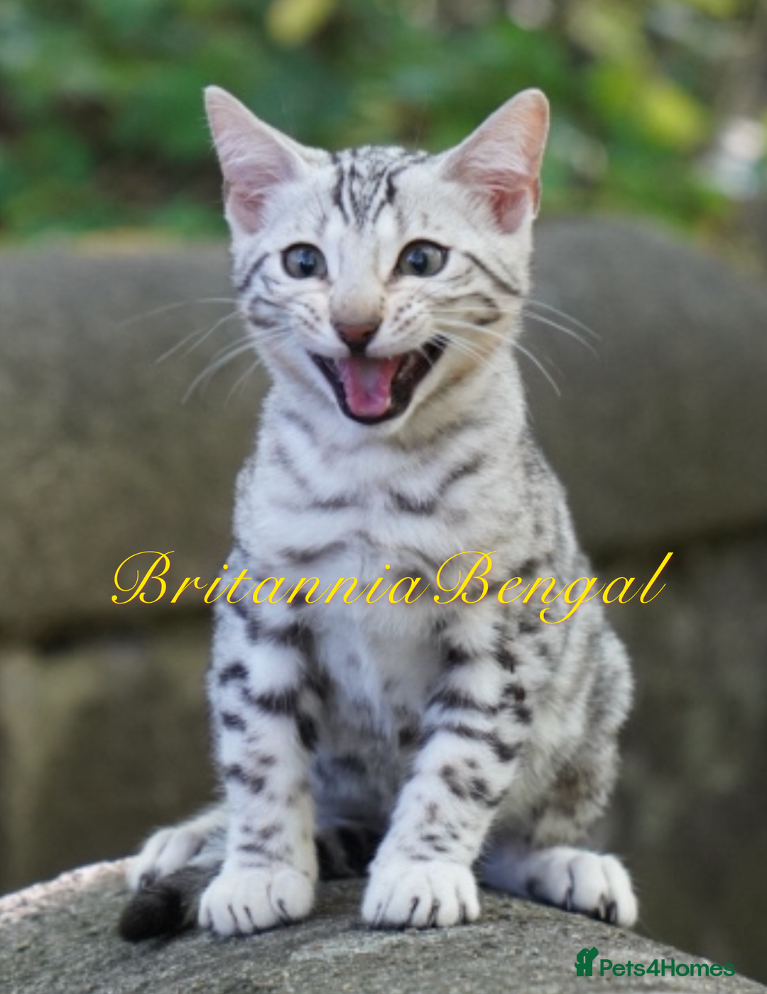 Bengal cats for sale: Exquisite Silver Bengal and Silver smoke Bengal  - Image 2
