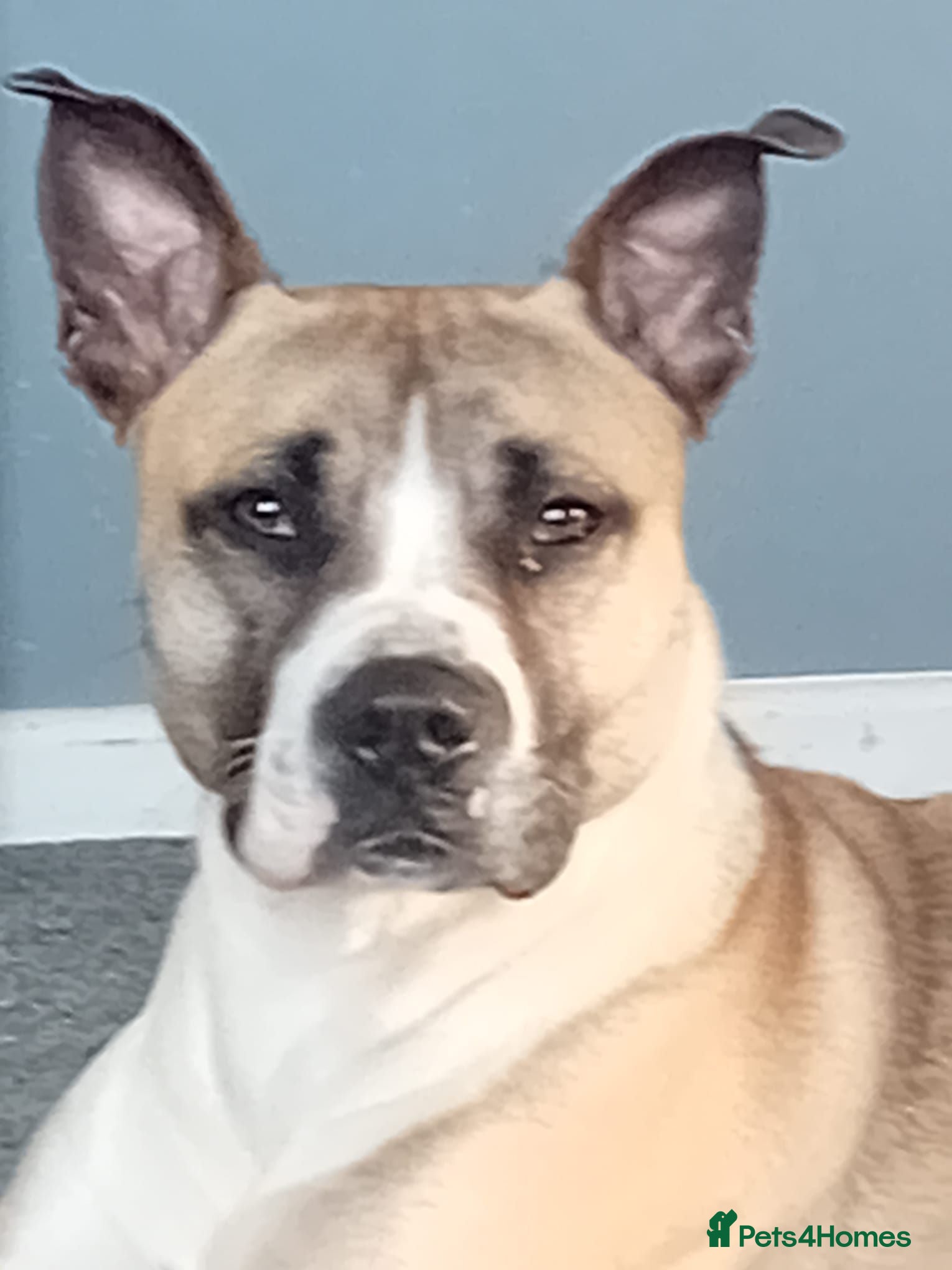 Mixed Breed dogs Milo is a staff x - Advert 1