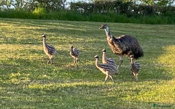 Emus poultry for sale: Emus For Sale - 2025 Hatchlings - Image 1
