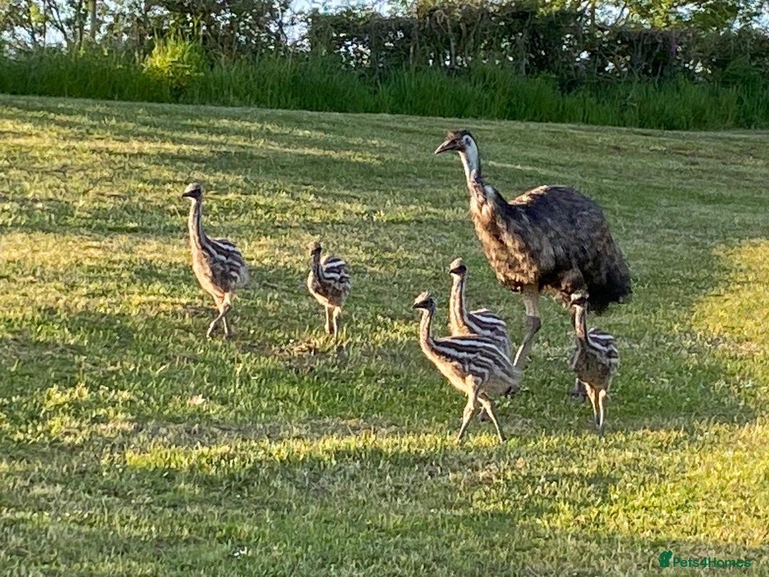 Emus poultry for sale: Emus For Sale - 2025 Hatchlings - Image 1