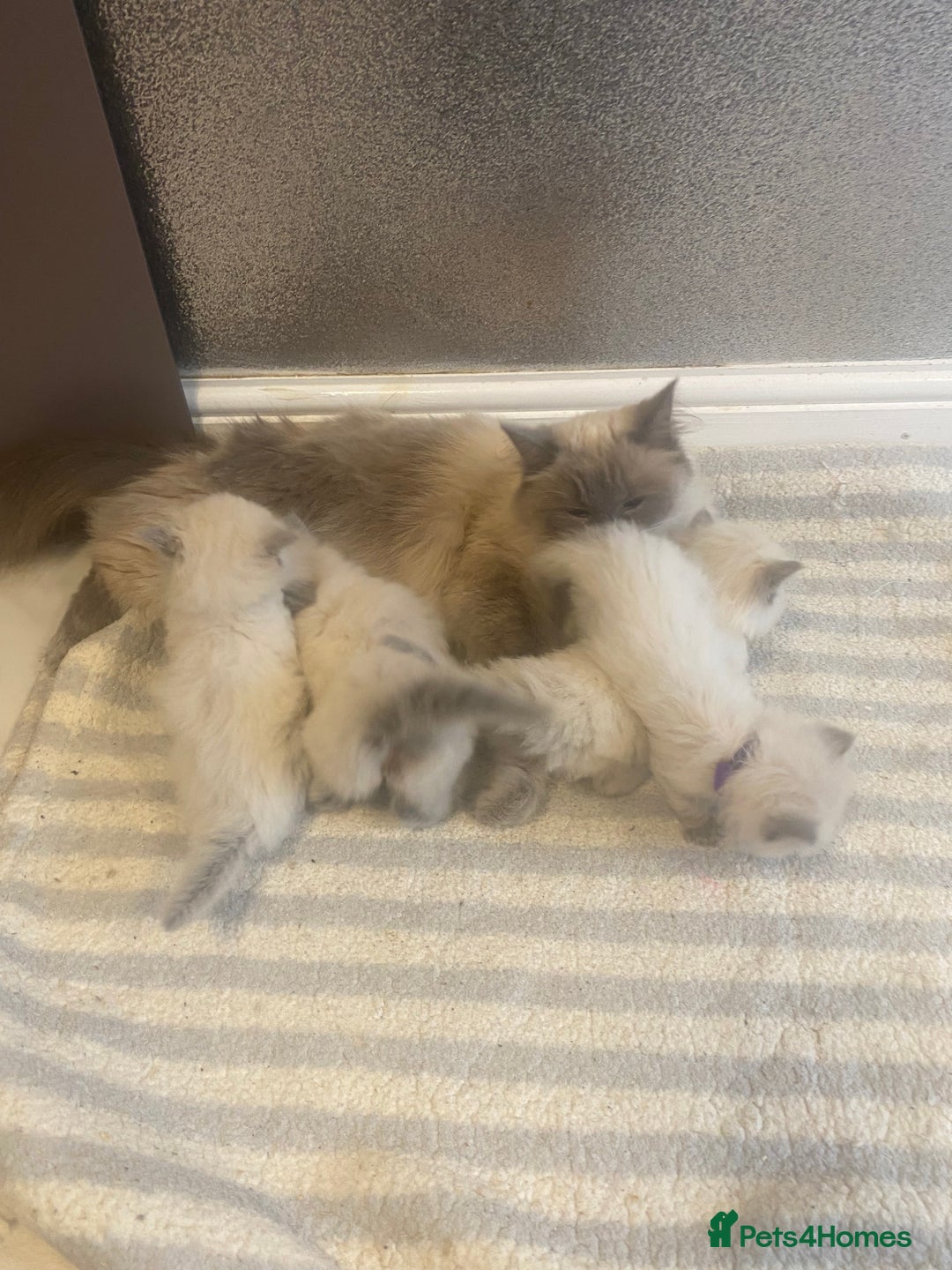 Ragdoll cats for sale: Ragdoll kittens Ready wednesday ❤️ - Image 22