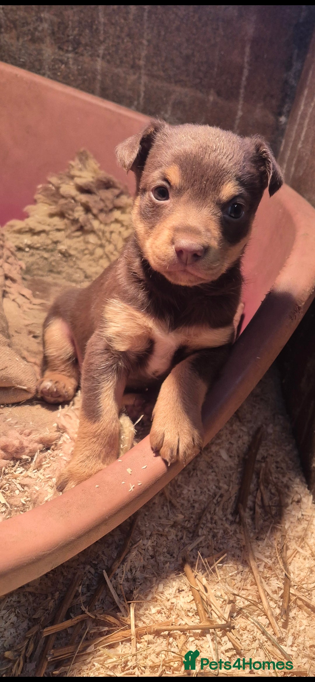 Australian Kelpie dogs for sale: Australian Kelpie puppies for sale - Advert 2