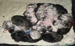 Maine Coon cats for sale: Maine Coon Kittens Silver Imported Shaded Lines - Image 25