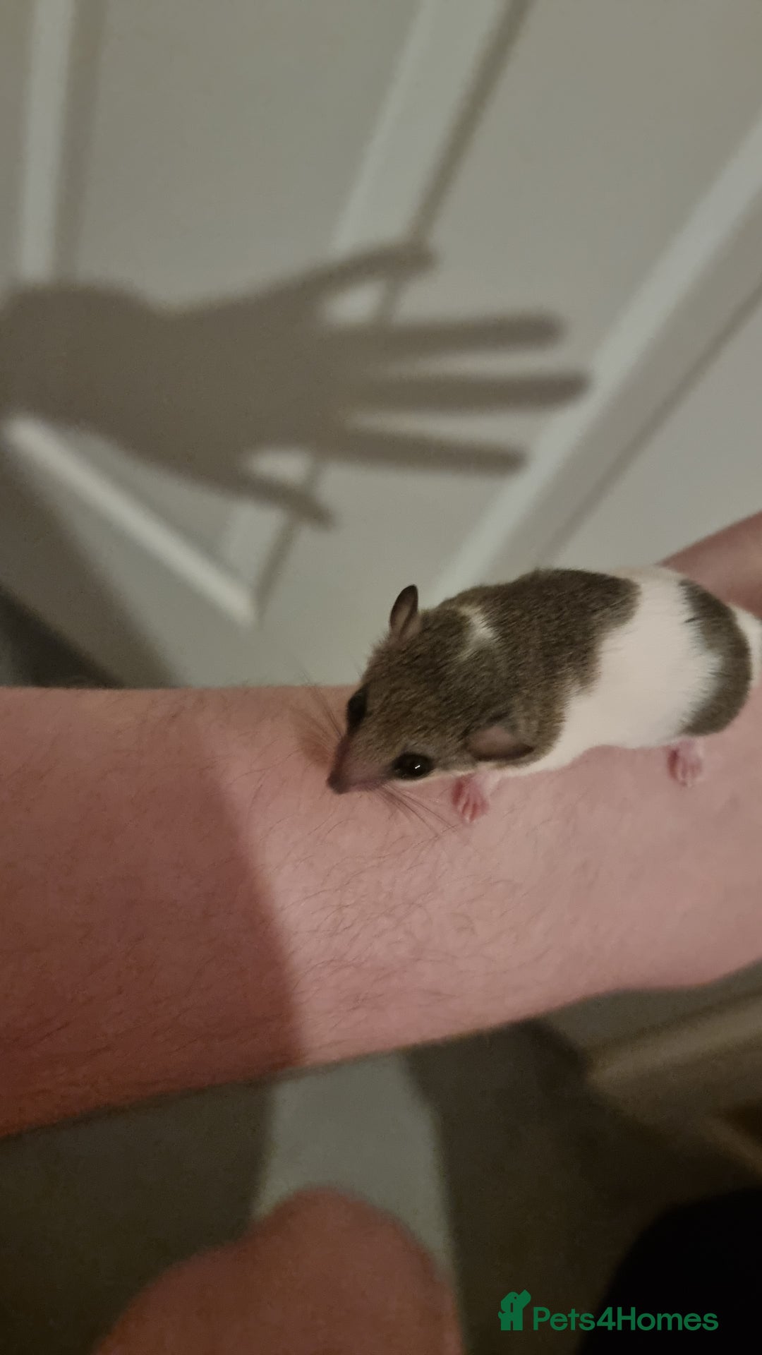 Mouse rodents for sale: Pied African Pygmy Dormice  - Advert 3