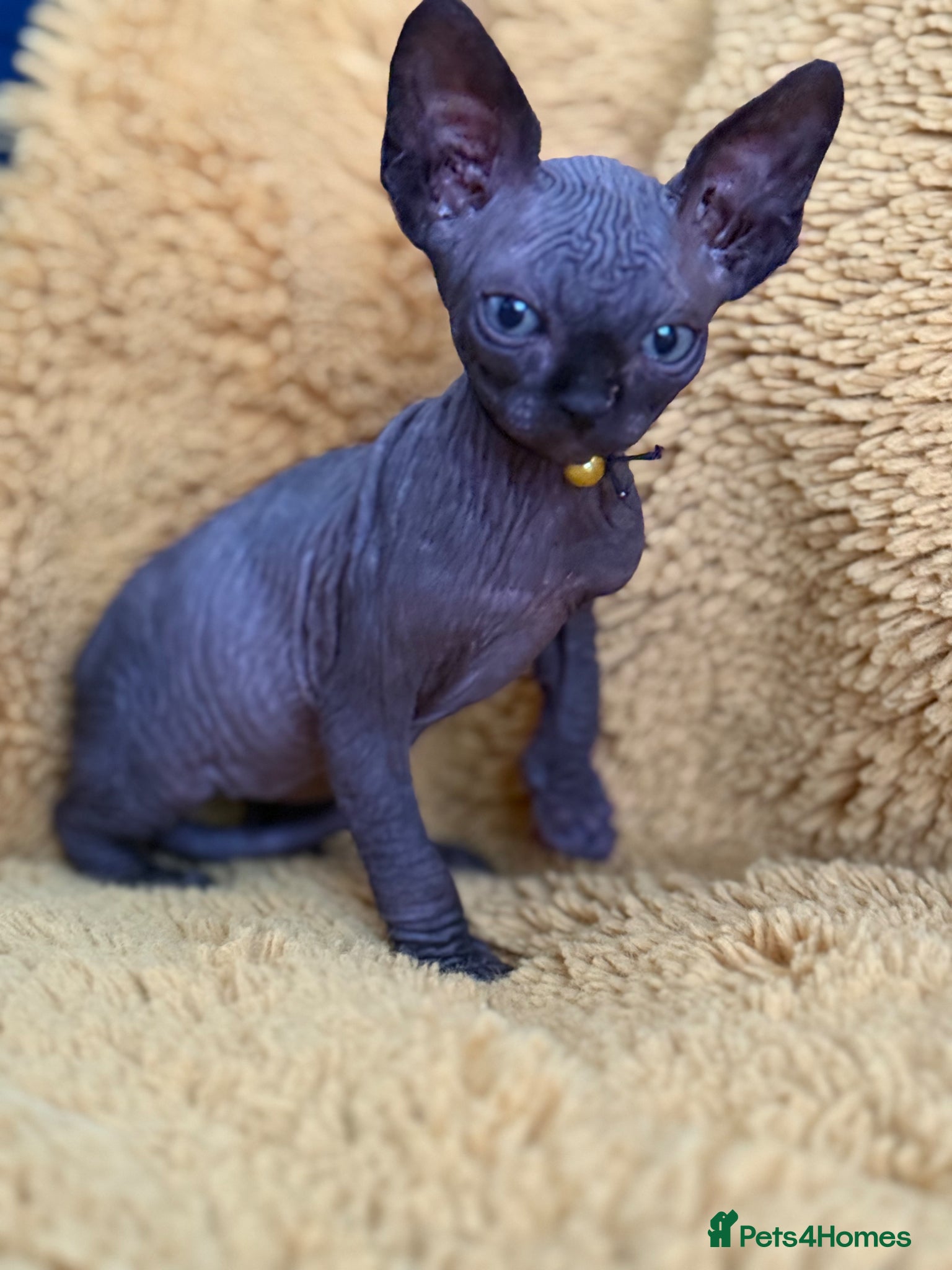 Sphynx cats Handsome Boy Ready Next WK!♥️ - Advert 1