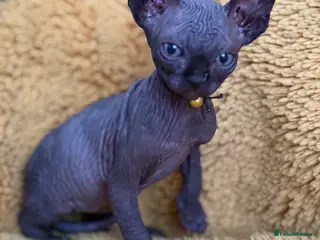 Sphynx cats Handsome Boy Ready Next WK!♥️ - Advert 1