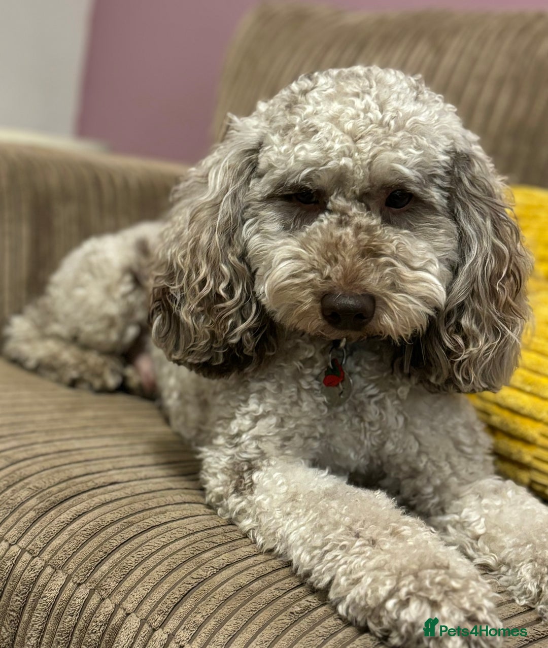 Cockapoo dogs for sale: Cockapoo Lovley Puppies  - Image 5