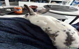 Mixed Breed rabbits for sale: Lovely cuddly bunny - Image 11