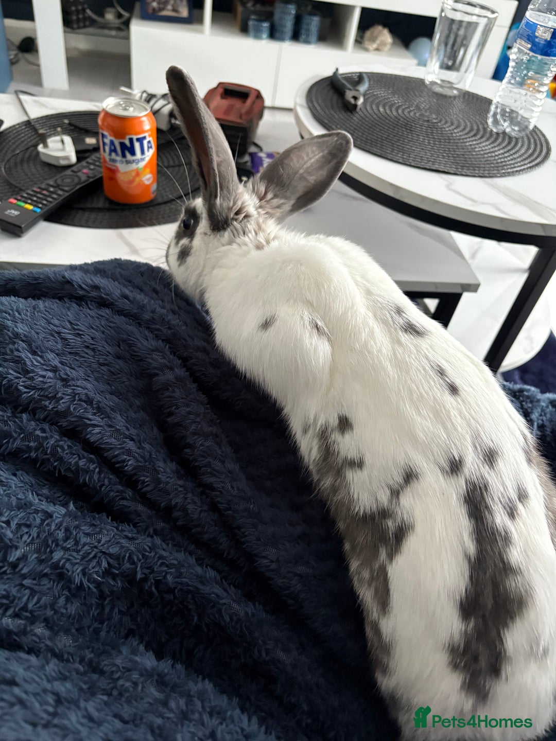 Mixed Breed rabbits for sale: Lovely cuddly bunny - Image 11