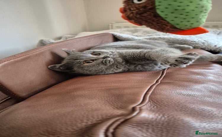 British Shorthair cats - Advert 5