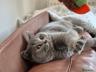 British Shorthair cats - Advert 16