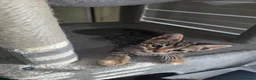 Bengal cats for sale: Stunning Bengal Cross Kittens - Advert 36