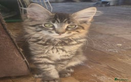 Maine Coon cats for sale: Maincoon cross Ragdoll kittens  - Image 2