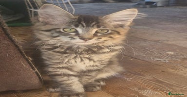 Maine Coon cats - Advert 13