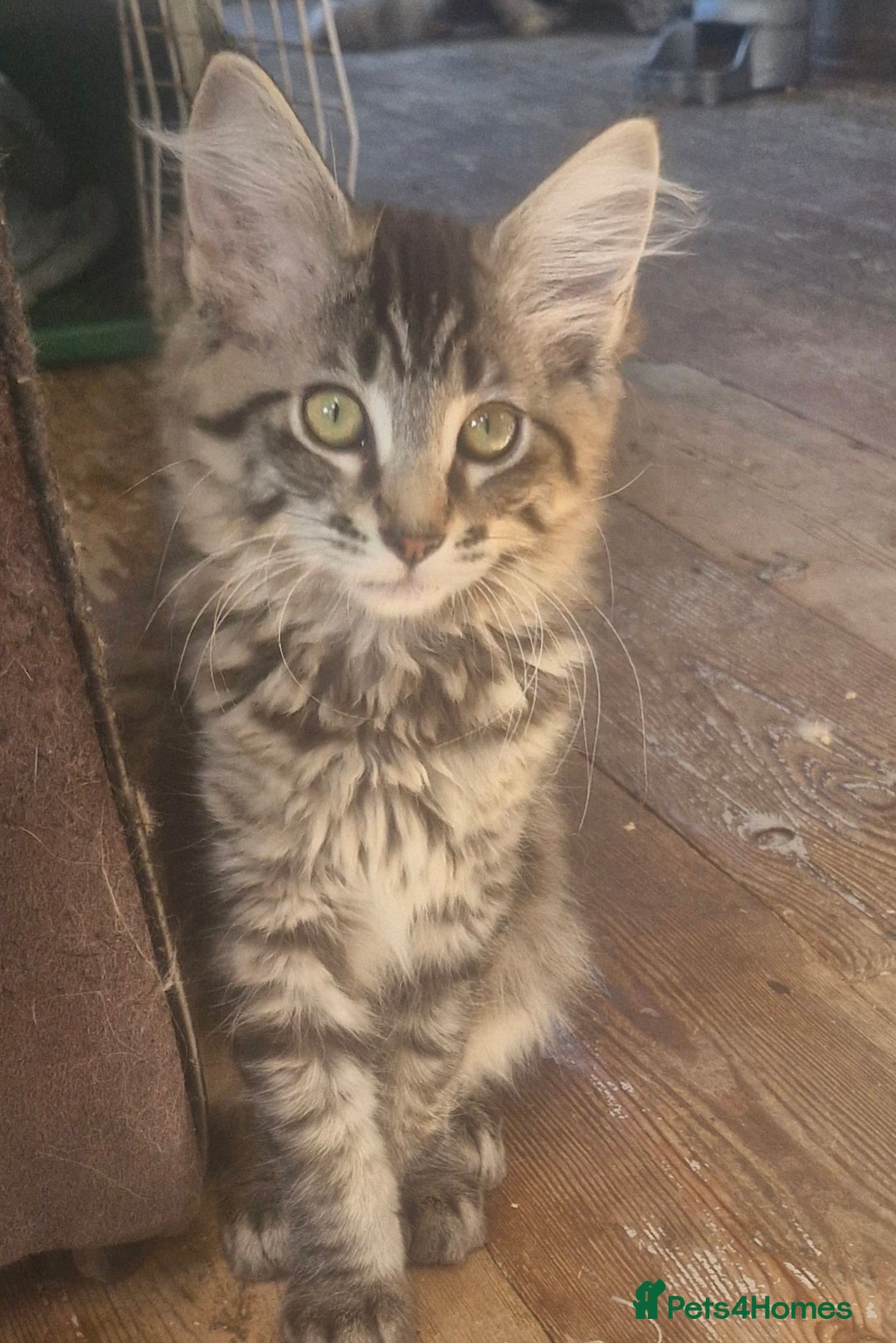 Maine Coon cats for sale: Maincoon cross Ragdoll kittens  - Image 2