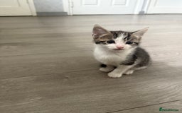 Mixed Breed cats for sale: Three beautiful kittens  - Image 16