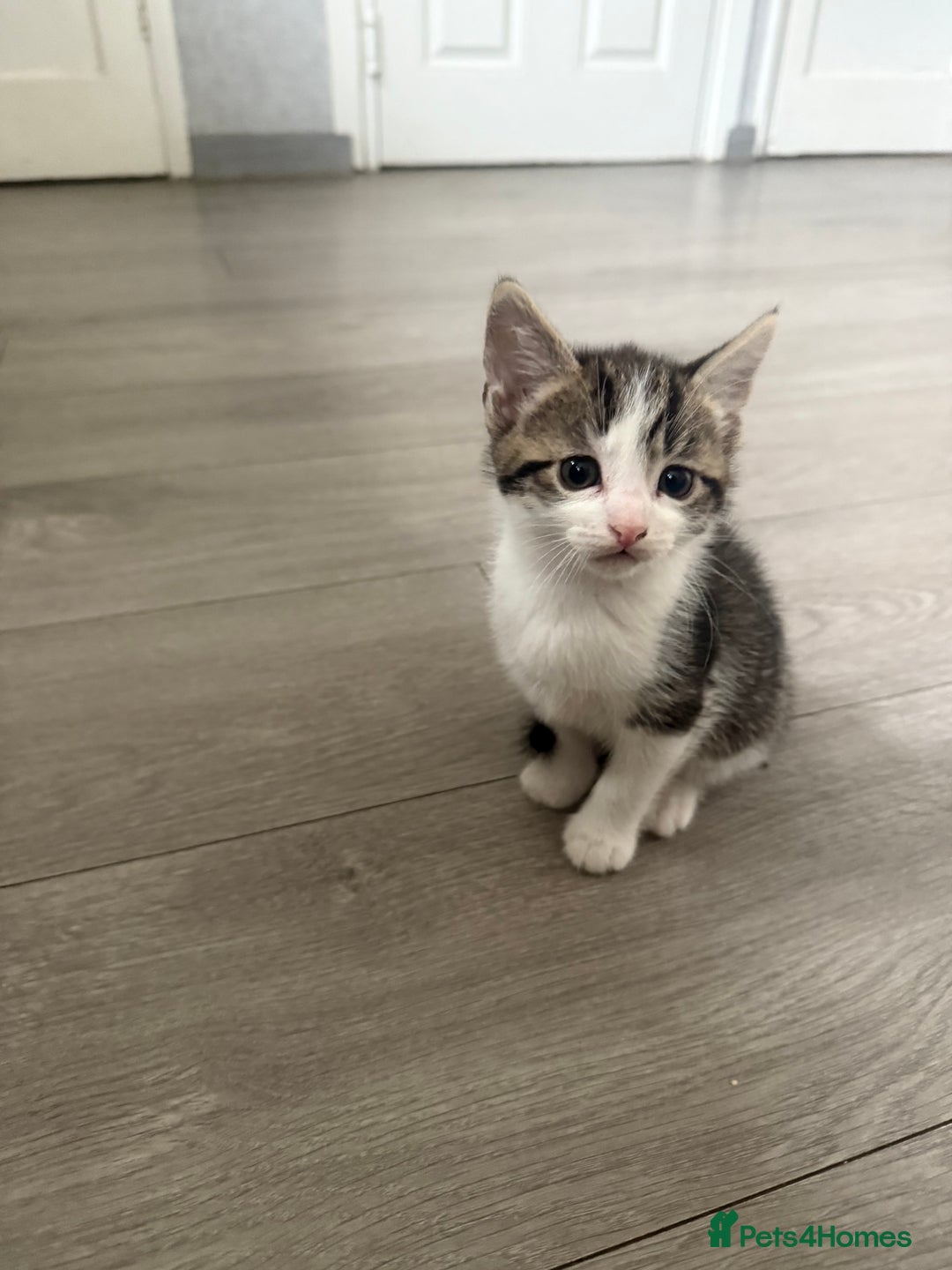Mixed Breed cats for sale: Three beautiful kittens  - Image 16