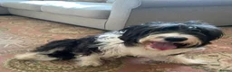 Bearded Collie dogs for sale: Bouncy, lovable 2 year old Bearded Collie in Chesterfield - Advert 3