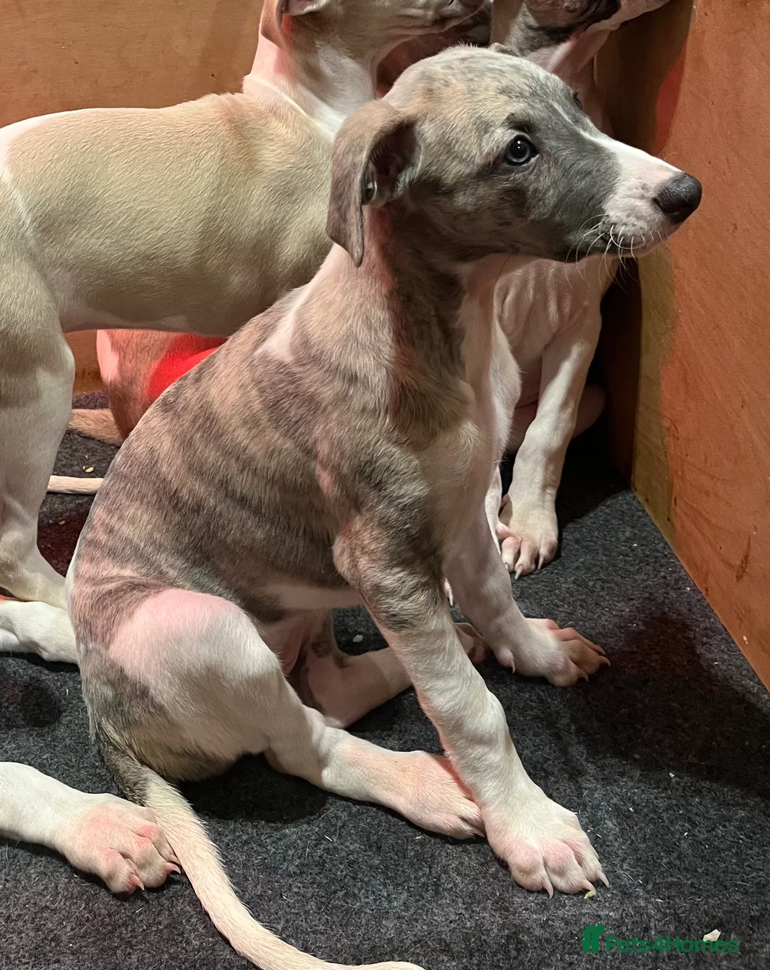 Whippet dogs for sale: KC REGISTERED Whippet puppies for Sale - Advert 4