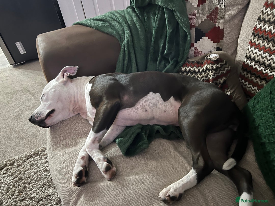 Staffordshire Bull Terrier dogs for sale: Fifi  - Advert 17