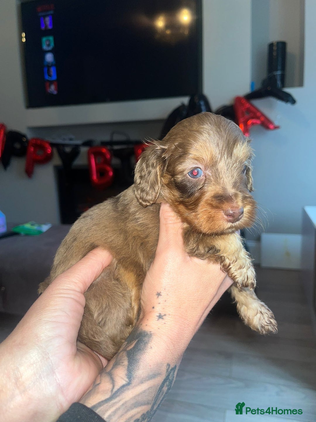 Cockapoo dogs for sale: Beautiful cockapoo puppys  - Advert 8