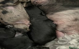 Cavapoo dogs for sale: Gorgeous blue merles & blacks cavapoo puppies  - Image 10