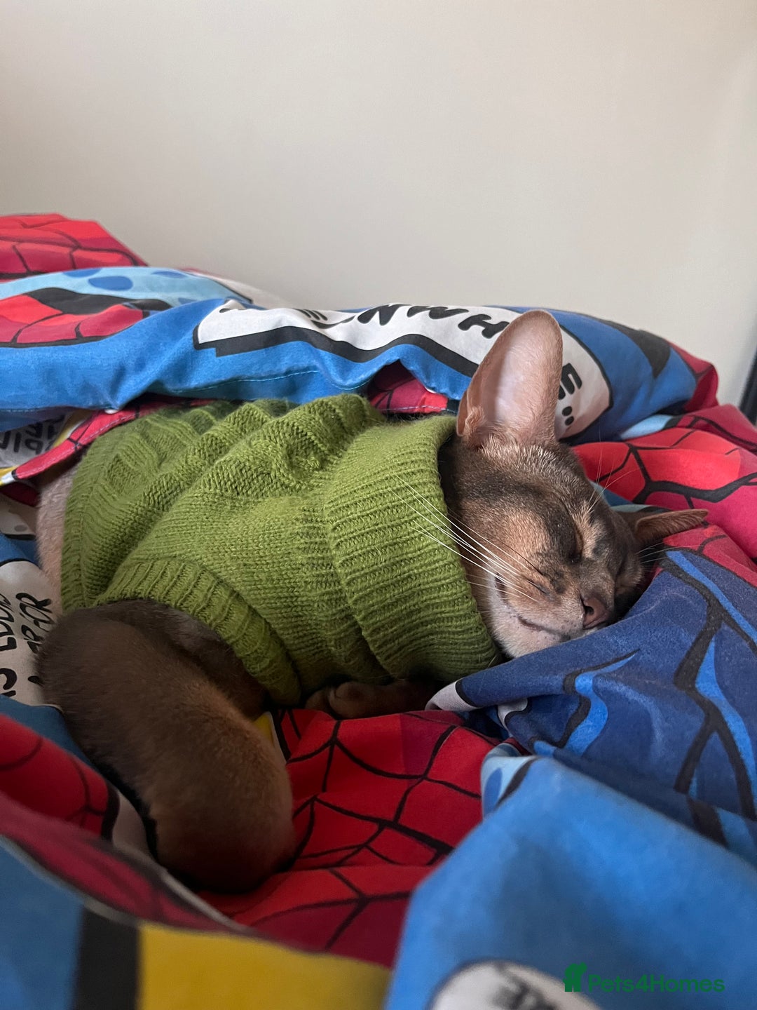 Abyssinian cats for sale: Abyssinian male - Image 3