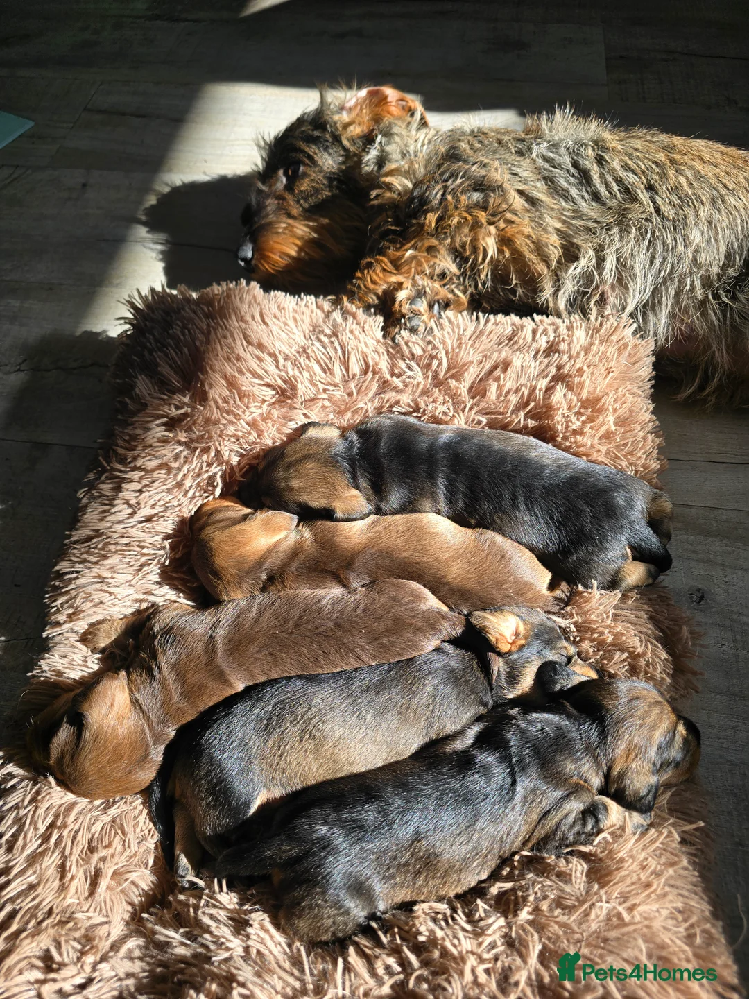 Dachshund dogs for sale: Last remaining boy Boris  - Advert 2