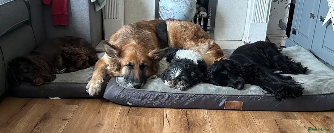 German Shepherd dogs for sale: 8yr old German Shepher Girl  - Advert 6