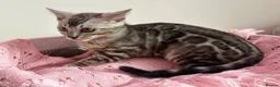 Bengal cats for sale: Exceptional Pure Pedigree Silver Grey TICA Bengal - Advert 12