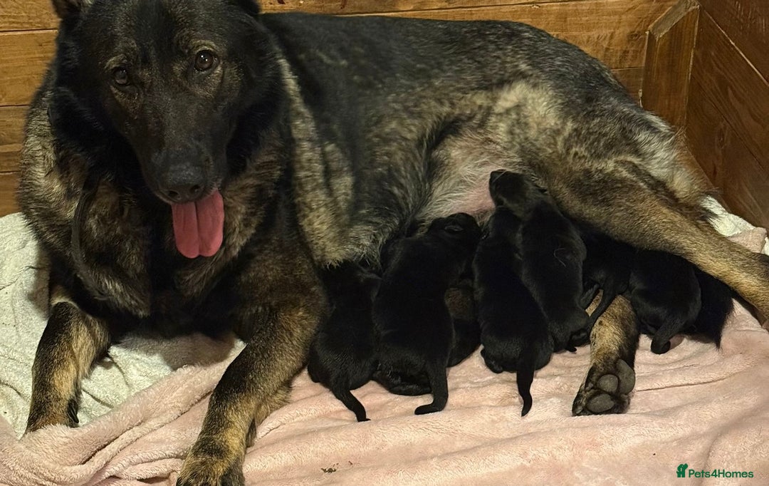 German Shepherd dogs for sale: German Shepherd Puppies - exceptional bloodline  - Image 7