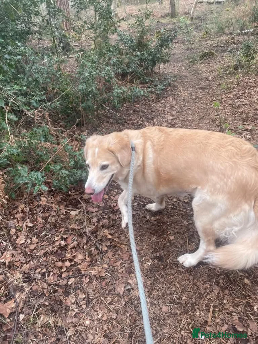 Mixed Breed dogs for adoption: Meet Honey,  currently residing in Guilford  in Guildford - Advert 9