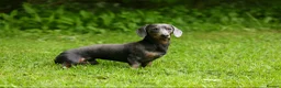 Dachshund dogs for stud: BILLY 🐶 STUD Available ( PROVEN ) - Advert 3