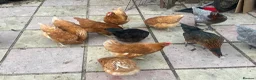 Chickens poultry for sale: Hatching eggs , day old chicks , growers and layer - Advert 14