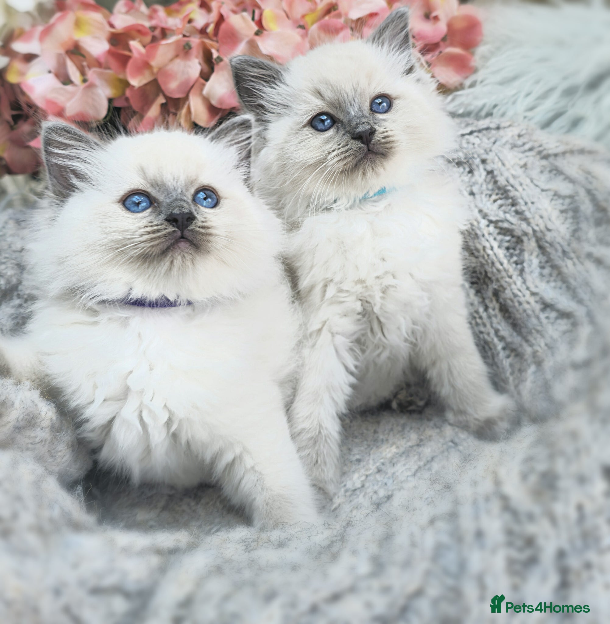 Ragdoll cats ❤️ TWO AMAZING RAGDOLL GIRLS READY! 💜 - Advert 2