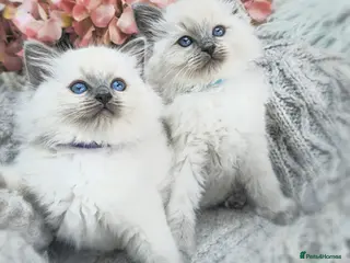 Ragdoll cats ❤️ TWO AMAZING RAGDOLL GIRLS READY! 💜 - Advert 2