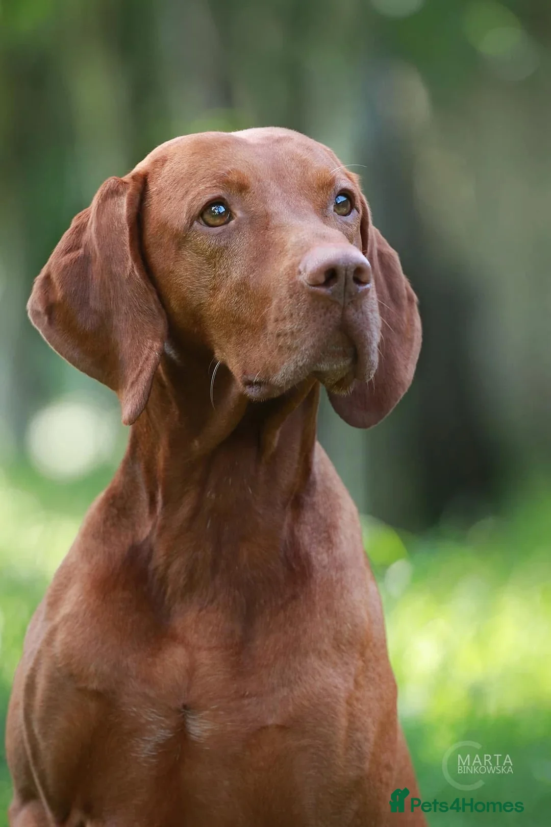 Hungarian Vizsla dogs for sale: CH SHOW & FIELD TRIAL Sired Puppy Waiting List  - Advert 12