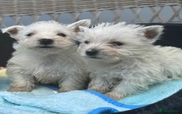 West Highland Terrier dogs for sale: West highland terrier  - Image 7
