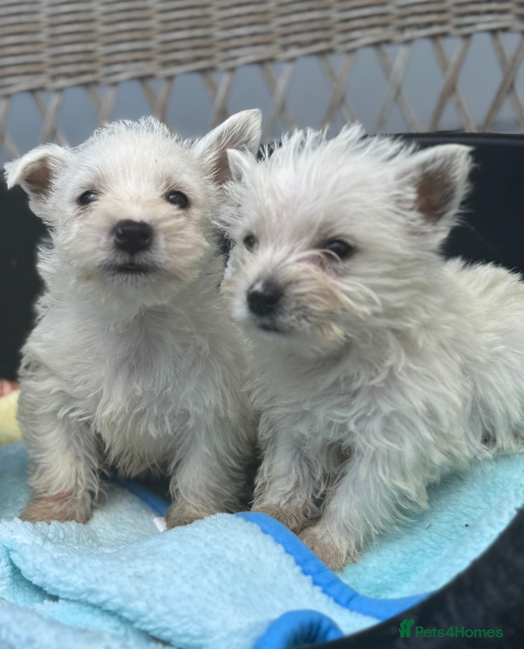 West Highland Terrier dogs for sale: West highland terrier  - Image 7