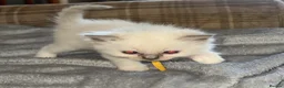 Ragdoll cats for sale: 5 Ragdoll Kittens for sale (3 girls 2 boys)  - Advert 4