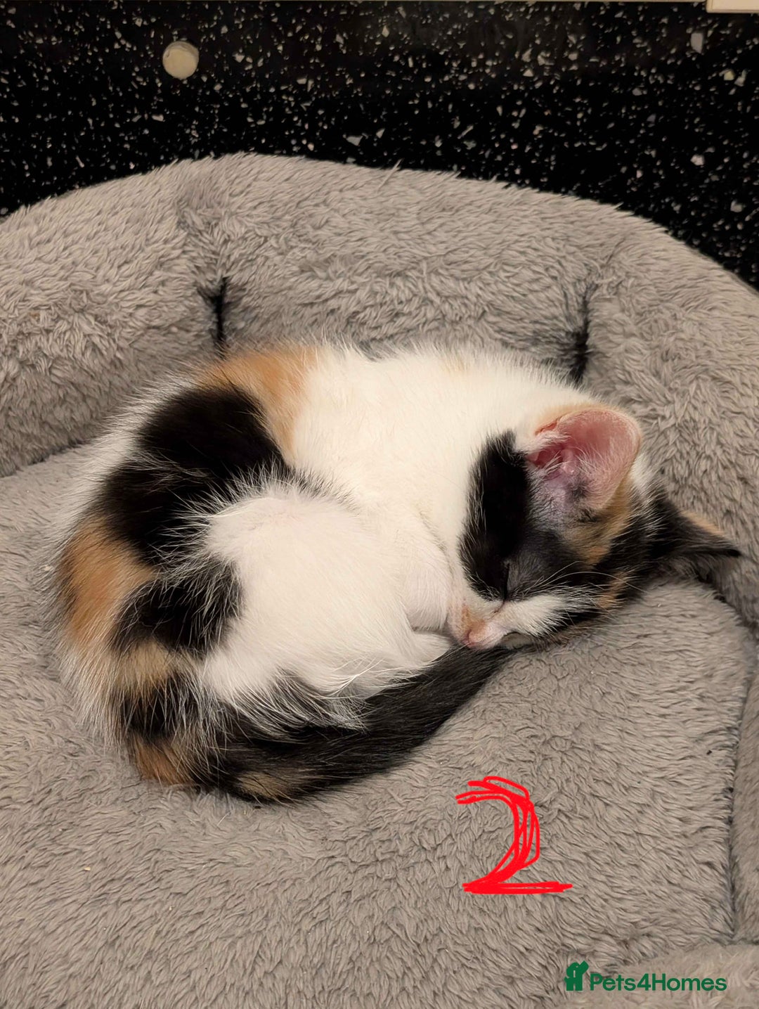 Mixed Breed cats for sale: 8 weeks old Ragdoll cross kittens - Advert 4