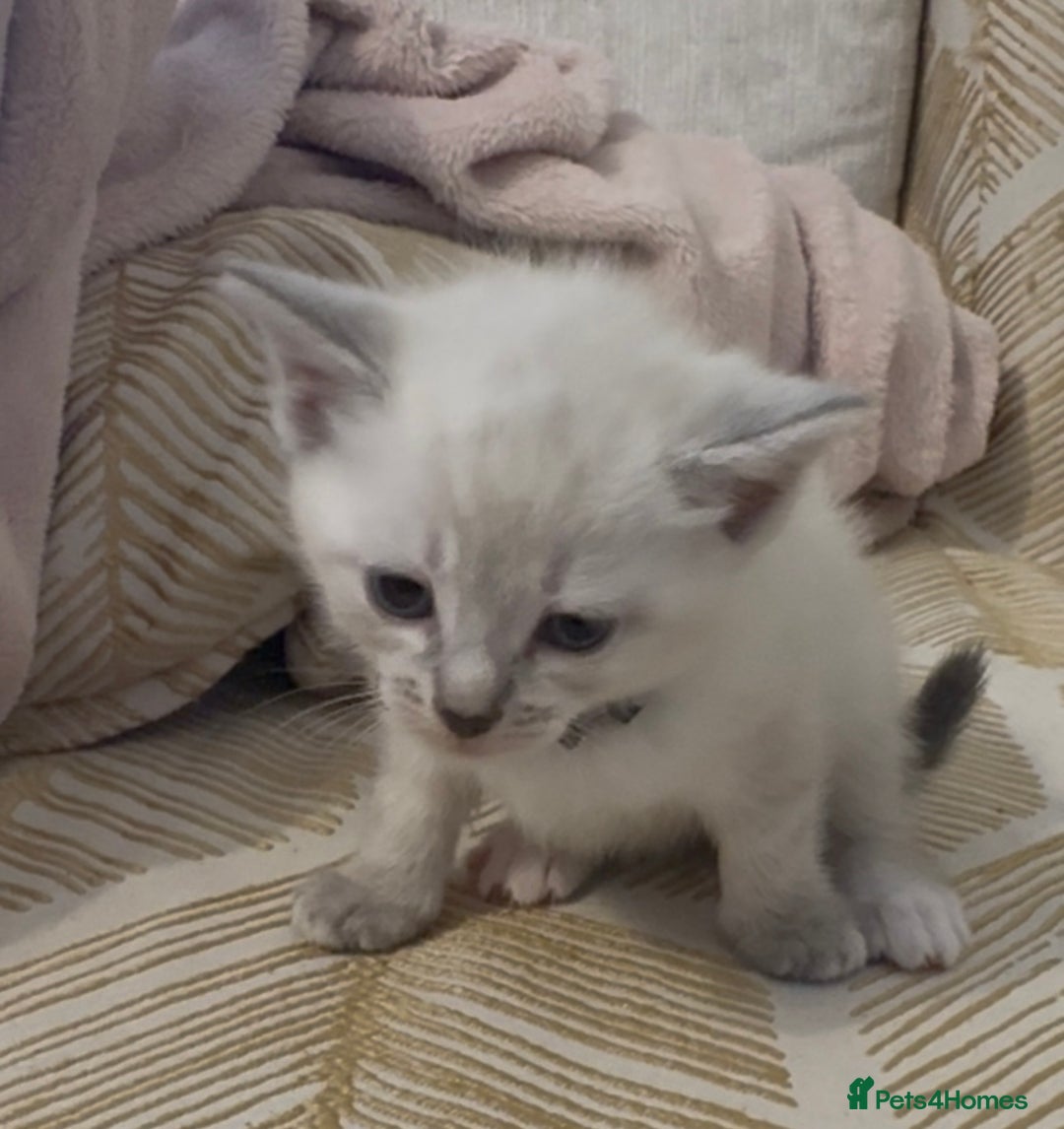 British Shorthair cats for sale: BSH mixed Russian Blue - Image 14