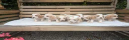 Basset Hound dogs for sale: Quality kc basset hound puppies  in Saint Austell - Advert 3