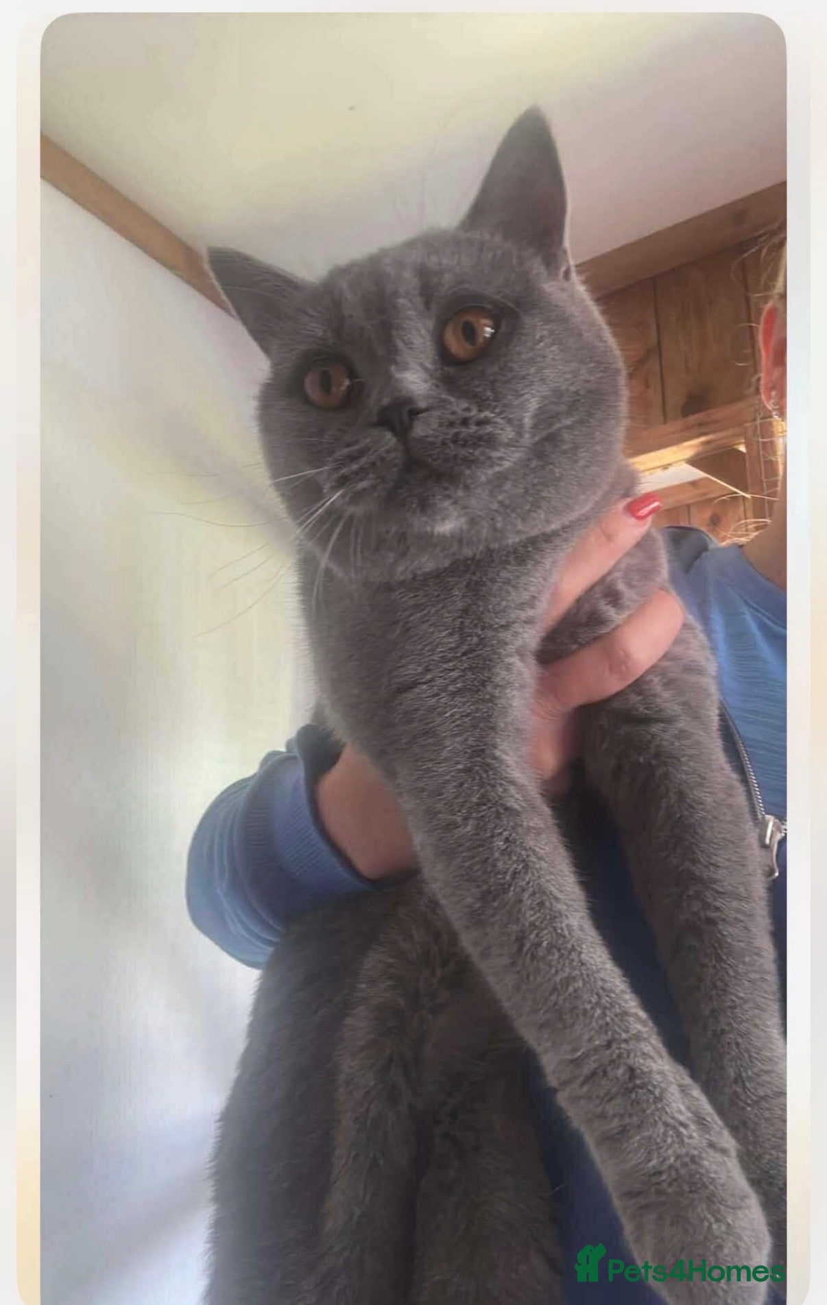 British Shorthair cats for sale: Blue British shorthair  - Advert 2