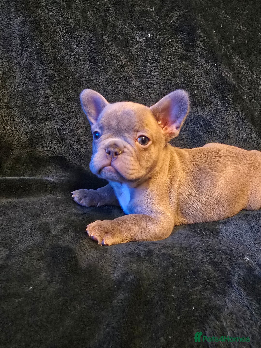 French Bulldog dogs for sale: French Bulldog Puppies  - Advert 4